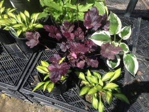 Corral Bell and Hosta